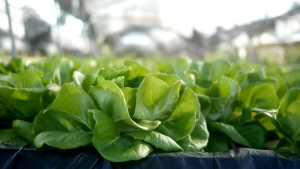 Romaine Lettuce Seeds: Easy-to-Grow Salad Greens