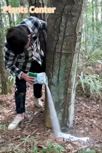 b1tG97tv/*-รากไม้เน่า500g ยาฆ่าต้นไม้ใหญ สร้างมาเพื่อฤดูฝน ยาฆ่าตอต้นไม้ แค่โรยเพียงเล็กน้อย กำจัดวัชพืชเปิดที่รกราง ต้นไม้ใหญ่ไม้ไผ่ ยากำจัดต้น สารกำจัดกอไผ่ กำจัดต้นไม้