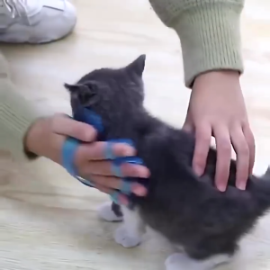 Sikat Mandi Pijat Anjing Kucing Sisir Karet Silikon Sarung Tangan Grooming Kucing