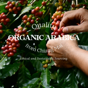 กาแฟออร์แกนิค ม่อนดอยหลวง โกลด์ ชุด 4 ระดับคั่ว (4x100 กรัม)