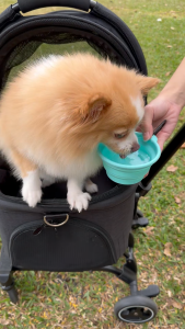 Collapsible Pet Bowl for Small Dogs - BARKETEK ชามซิลิโคน พับได้ สำหรับสัตว์เลี้ยง