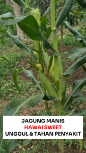 Benih Jagung Manis HAWAI SWEET 250 Gram Cap Bunga Matahari Unggul