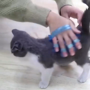 Sikat Mandi Kucing Silikon Sisir Mandi Kucing Kitten Anjing Pijat Grooming Hewan Bulu Rontok