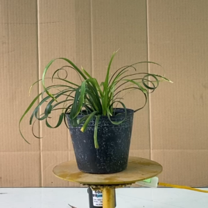 Cây Ngãi Quắn (Ngãi Quấn) Cây Ngãi Kéo Khách - Ngãi Lá Quắn