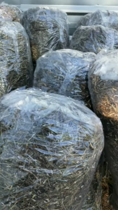 Ranting Insulin Kering / Pohon Batang Ranting Insulin Kering Alami