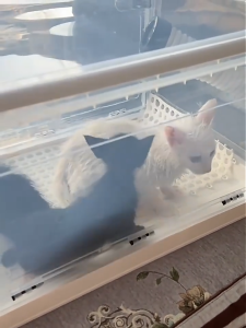 Cat dryer box Pet dryer box Pet Dryer  Pet Portable Nebulizer Breathable Cat Cage Dog Special smart pet hair dryer house quiet drying box