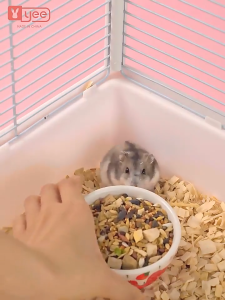 ถ้วยใส่อาหารหนู ชามหนูแฮมเตอร์ ชามอาหารหนูแฮมเตอร์ ชามอาหารหนู มีแบบติดกรงและไม่ติดกรง