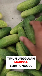 Benih Timun Lalap MARISSA 20 Gram Cap Bunga Matahari Lebat Unggul