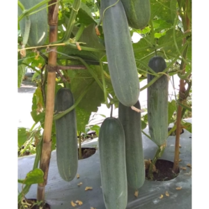 Benih Timun Hijau Hibrida MARSELA F1 20 gram Tipe Rujak Cap Tiga Daun