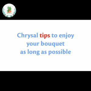 Chrysal Fresh Flowers Preservative Nutrition Fresh Liquid Clear Cut Flower Food