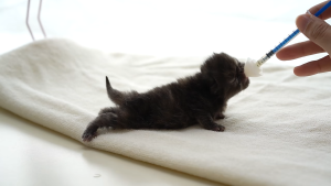 จุกป้อนนมสัตว์ จุกป้อนนมแมว จุกนมกระรอก ไซริงค์ป้อนม จุกป้อนกระต่าย ชูก้า กระรอก สำหรับช่วยปฐมพยาบาลทารกแรกเกิดแบบเบื้องต้นสำหรับอุปกรณ์ทำคลอดแมวและทำคลอดสัตว์เลี้ยง ทำคลอดหมาแมว