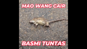 [Paket 25 Biji] Racun Tikus Mao Wang  Maowang CAIR MERAH Paling Ampuh Mati Kering Ditempat Tanpa Bau