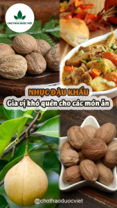 Nhục đậu khấu 500g nutmeg hạt to thơm sạch gia vị nấu ăn làm bánh - Chợ Thảo Dược Việt