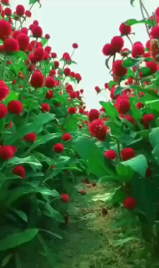 Hạt giống hoa cúc bách nhật màu đỏ /Gói 100 hạt