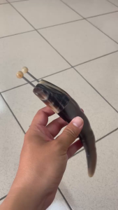 Bọ cạp sừng 2 bị  dụng cụ massage toàn thân ấn huyệt màu sắc ngẫu nhiên ( màu đen- màu nâu )