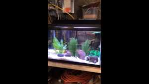 Cây Cỏ Nước Nhân Tạo Trang Trí Bể Cá Cảnh Bắt Mắt Sáng Tạo Mô Hình Cây Thủy Sinh Bằng Nhựa Đa Dạng Kích Thước Phù Hợp