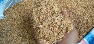 Sekam mentah 1 karung besar media tanam organik