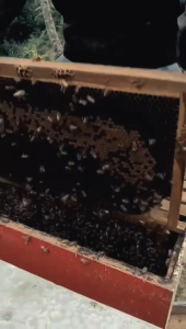 Madu Hitam Murni Akasia 1 Kg 100% Asli Garansi Uang Kembali