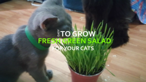 (100 grams) Cat grass Seeds Set 100% Organic Non GMO