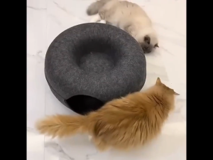 บ้านแมวโดนัท อุโมงค์โดนัท บ้านแมว ที่นอนแมว อุโมงค์แมว อุโมงแมว ของเล่นแมว อุโมงค์แมวอเนกประสงค์ น้องแมวชอบมาก วัสดุที่ปลอดภัย