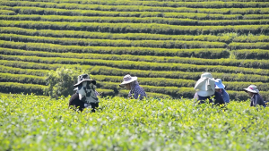 Trà Móc Câu Búp Non - Hút Chân Không Gói 100gram - Trà Sạch An Toàn - Cảm Ơn Khách Hàng Đã Tin Tưởng Ủng Hộ Shop Ạ.