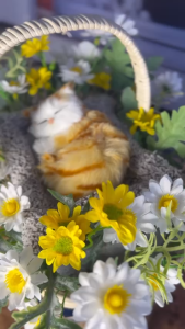 Hoa Giả Giỏ Hoa Lụa Giả Mây Đan Trang Trí Nhà Cửa Văn Phòng Làm Đạo Cụ Chụp Ảnh-(Mẫu 21-Dáng Chữ Nhật Mèo Vàng Trắng)