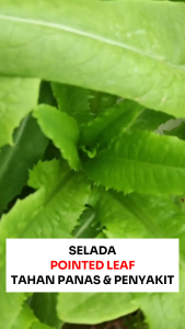 Benih Selada POINTED LEAF 20 gr Known You Seed Tahan Panas & Penyakit