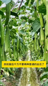 Benih Petola Segi (15 Seeds)/长棱丝瓜种籽 /Angled Luffa Seeds