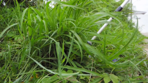 OSUKA รุ่น OCGT406 เครื่องตัดหญ้าไร้สาย เครื่องตัดหญ้า ตัดหญ้า พร้อมแบตเตอรี่ 20V 4Ah. ประกันศูนย์ 6 เดือน