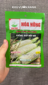Hạt giống Bắp nếp Nù (Ngô nếp nù) - Gói 50gr hạt to mẩy - Trồng quanh năm