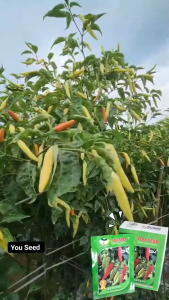Benih Bibit Biji Cabe Rawit Setan Super BESTAVI 10g Cap You Seed