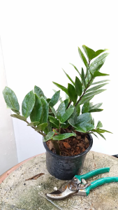 ต้นกวักมรกต ส่งพร้อมกระถาง 5.5นิ้ว กวักมรกต ใบเขียว