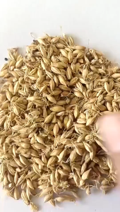 Chinese Herbs Herbal Medicine 麦芽 Dry Malt Promotes Energy And Invigorates The Spleen 中药材干货行气健脾 YC25