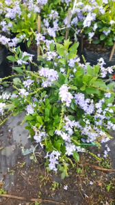 (Ảnh thật) Cây Chuỗi Ngọc Thái Hoa Tím nở quanh năm cây ưa nắng sinh trưởng nhanh