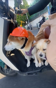 Mie petshop - MÀU NGẪU NHIÊN - THÚ LÒ XO GẮN MŨ BẢO HIỂM (CÓ KÈM KEO DÁN)