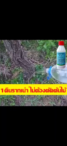 Q.LI 💥1หยดรากเน่า💥《200ml》 ยาฆ่าตอต้นไม้ ยาฆ่าต้นไม้ใหญ่ ยาฆ่าต้นไม้ ยาฆ่าไม้ไผ่ เข้มข้นสุด ตรงไปที่ราก รากเน่ารากตาย ยาฆ่ากอไผ่