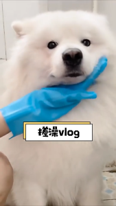 SMR Pet Cleaning Gloves: A Comprehensive Guide