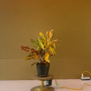 Cây Gia Huy Lá Mít (Cây Vàng Anh Lá Mít) - Cây Cô Tòng Lá Mít Cây Lá Màu Gia Huy (Loại Lá Lớn)