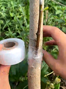 【READY STOCK】200M Grafting Tape for Fruit Trees Stretchable Grafting Floristry Film Garden Plant Nursery Tape