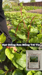 Hạt giống rau mồng tơi tím  - gói 3gram( 115 hạt)