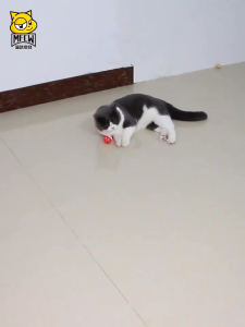 Mainan Kucing Anjing Bola Lonceng Bola Krincing Aerizoo