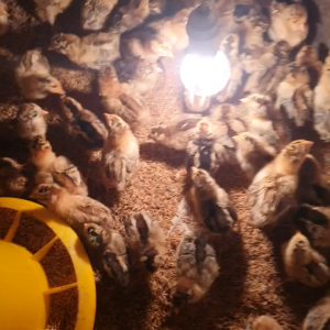 Bóng Đèn Sợi Đốt Bóng Dây Tóc 25W 40W 60W 100W SAKURA Giá Tốt