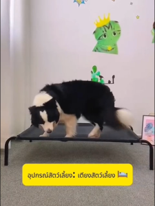 เบาะสัตว์เลี้ยงกันน้ำ กันรา​ ที่นอนหมา ที่นอนเเมว ที่นอนสุนัข เปลสัตว์เลี้ยง ที่นอนสัตว์เลี้ยง เตียงระบายอากาศ S/M/L/XL