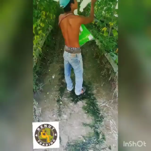 苦瓜防虫袋 Kertas Waterproof Pencegah Serangga Buah Peria