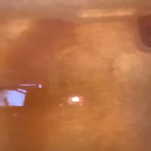 Multiply Powder Paket Kultur Kutu Air Kutir Daphnia Magna Makanan Ikan