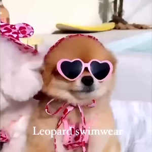 Whisker Pet Swimsuit Dog Summer Bikini Beach Dressing