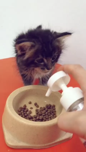 AEIOU😺 Furcoco Virgin Coconut Oil For Pet Cat Dog 220ml 385ml Hair Skin Probiotic Vitamin Supplement Booster 宠物 猫 狗 椰油