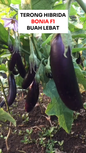 Benih Terong Ungu Hibrida BONIA F1 5 gram 1300 an Cap Biji Bunga Matahari Buah Lebat Tahan Penyakit