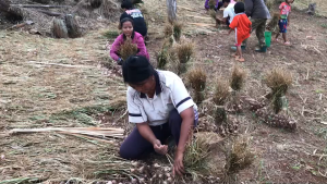 กระเทียมไทยมัดจุก น้ำหนัก 1 กิโล #ปี 2568