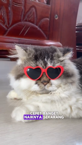 Vitamin Kucing Gemuk Dan Bulu Lebat Anti Rontok Suplemen Nafsu Makan Kucing Dewasa anabul Kitten Ampuh